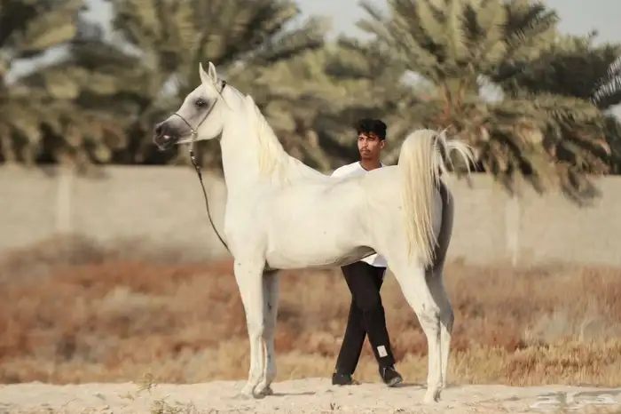 خيل بيور مصري (أوراق) 8