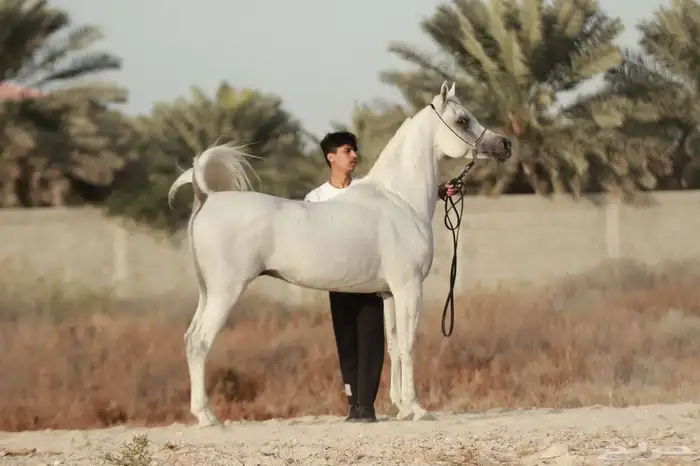 خيل بيور مصري (أوراق) 9