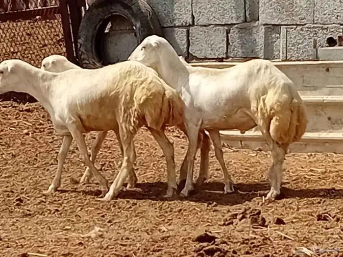 خرفان كباشه تربية 1