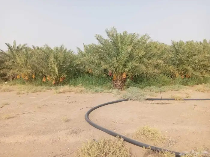 يوجد لدينا جميع انواع انخيل العربي وزينه الوشنطني 3