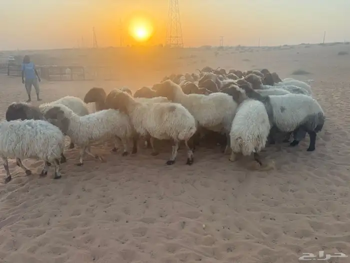 غنم نعيمي 2