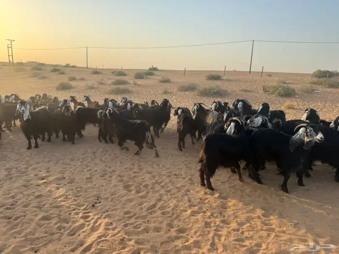 للبيع معزاء 3