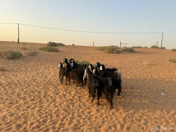 ماعز 1