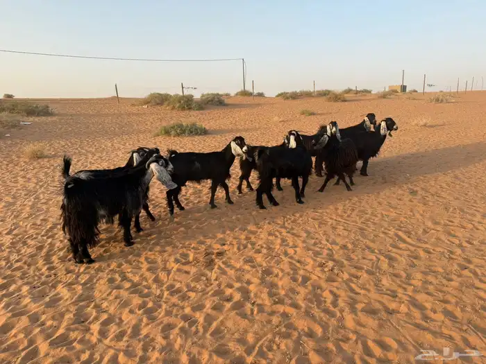 ماعز 3