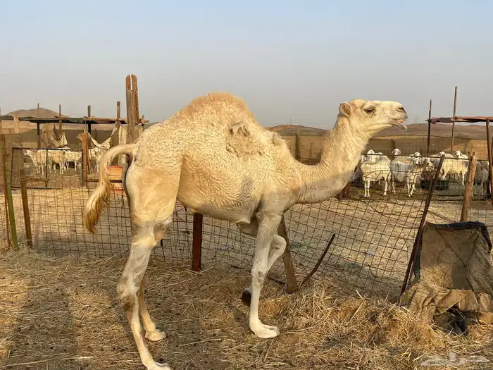للبيع بكره عفراء مشاءالله تبارك الله 3