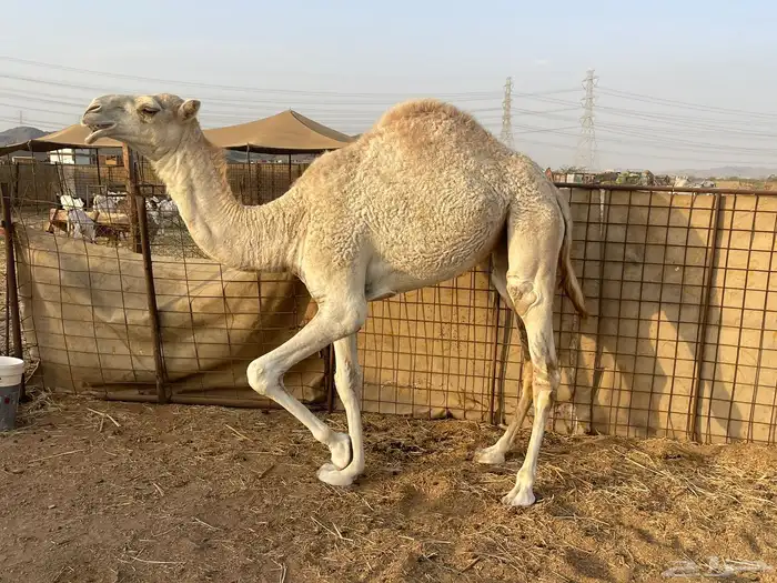 للبيع بكره عفراء مشاءالله تبارك الله 1