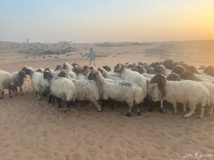 غنم نعيمي 3