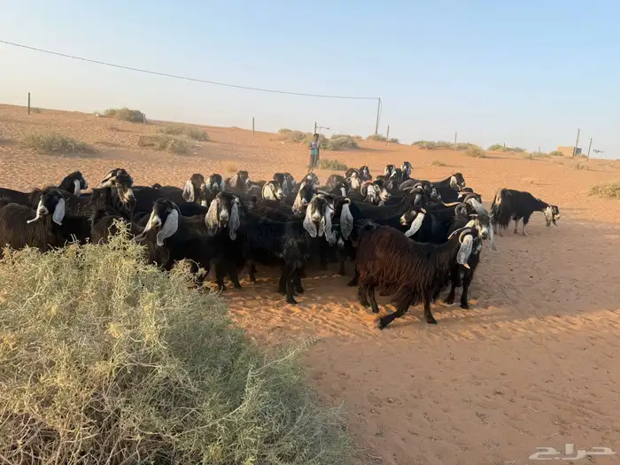 للبيع معزاء 2
