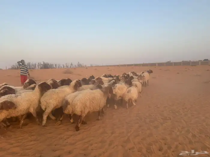 غنم نعيمي 5