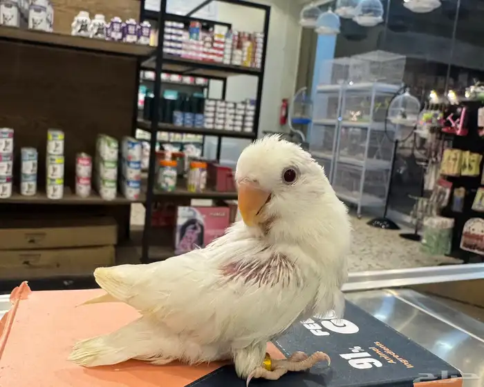 فرخ نهاية غير 3