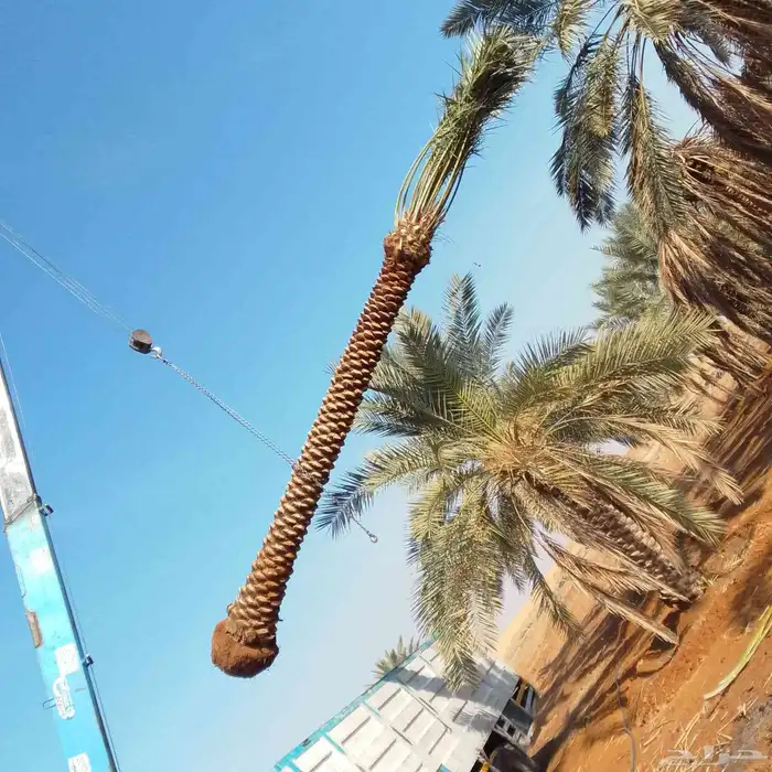 يوجد الدينا توريد نخل 3