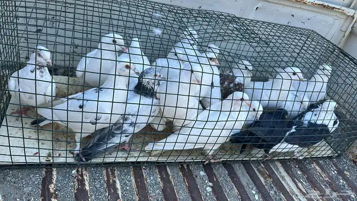 حمام للبيع 1