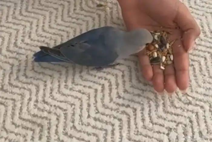 ببغاء روز للبيع 300 ريال 3