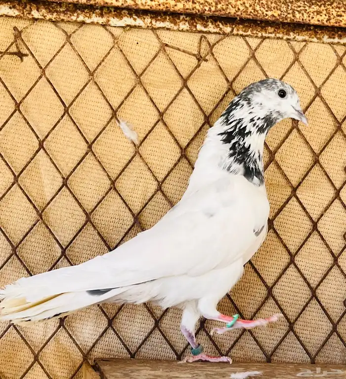 جوز بتيرا 2