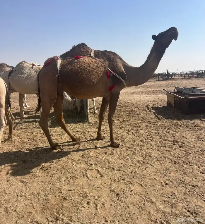 للبيع عشراء صفراء تحتها بكرة 2