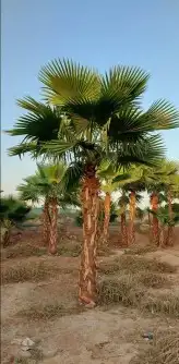 نخل واشنطني وشنطن واشنطوانيا زينه للبيع 7