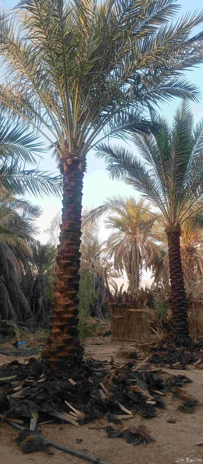 نخل بيع طول 4 متر 5متر عدد 21 حبه 4