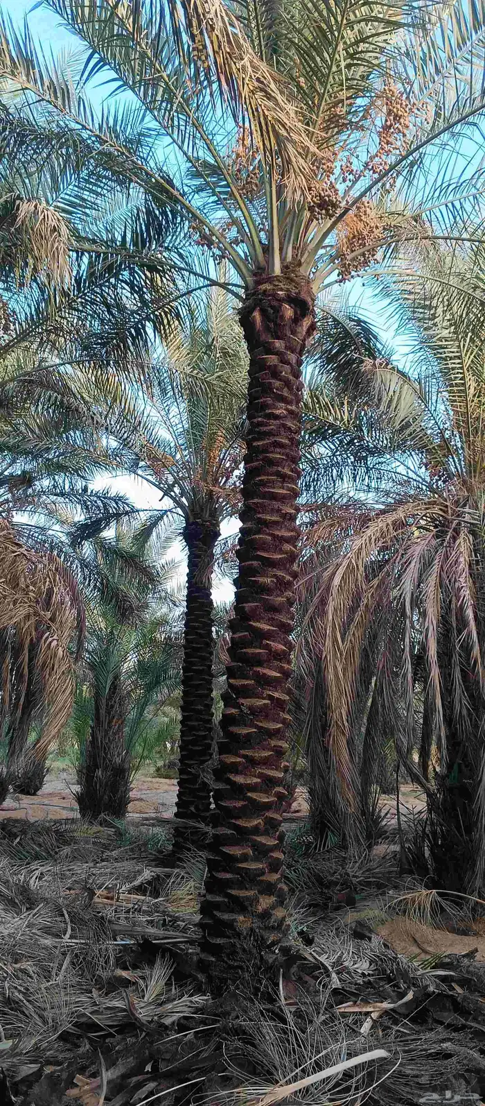 نخل بيع طول 4 متر 5متر عدد 21 حبه 3