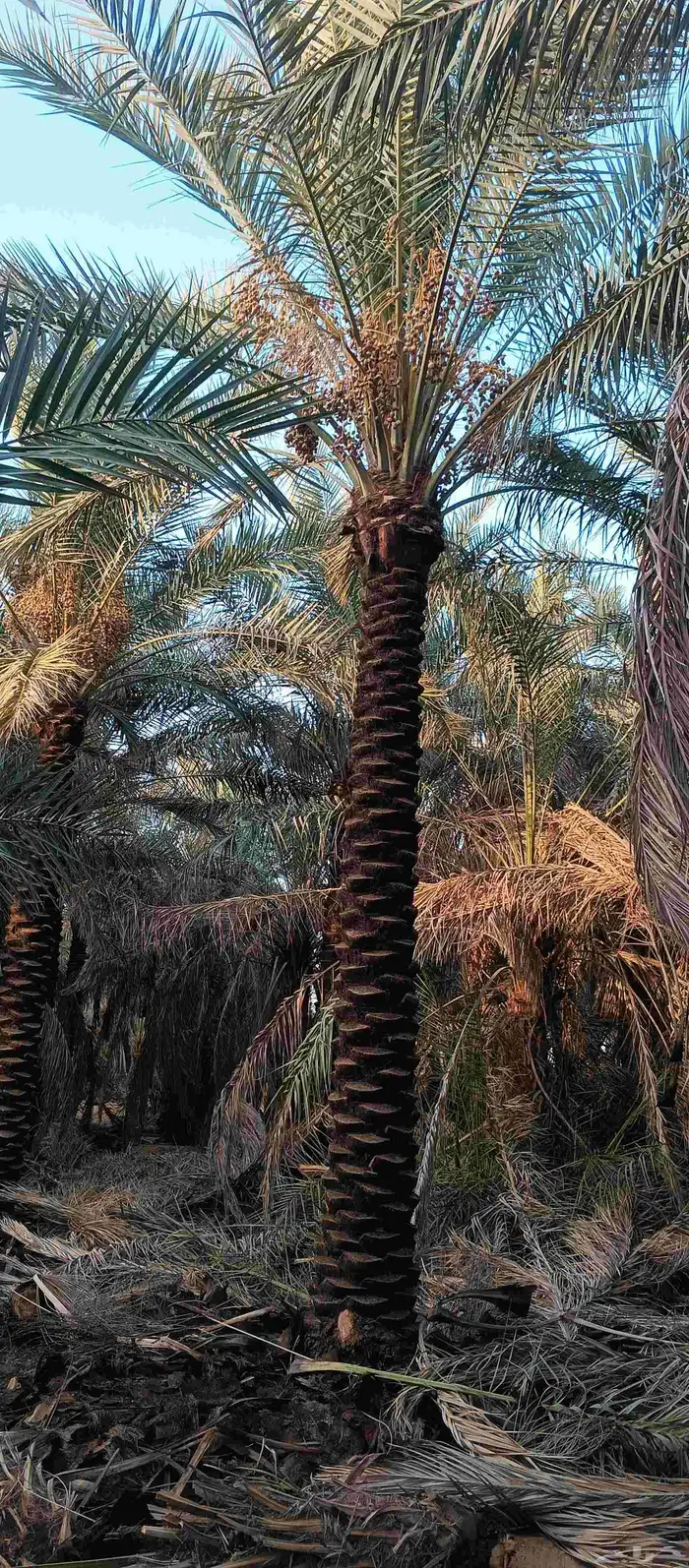 نخل بيع طول 4 متر 5متر عدد 21 حبه 2