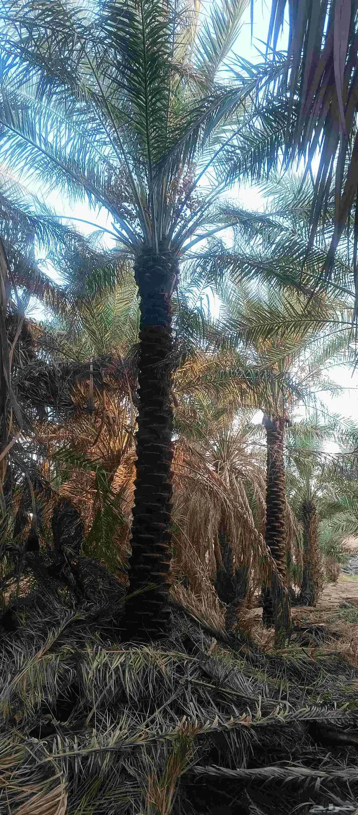 نخل بيع طول 4 متر 5متر عدد 21 حبه 0