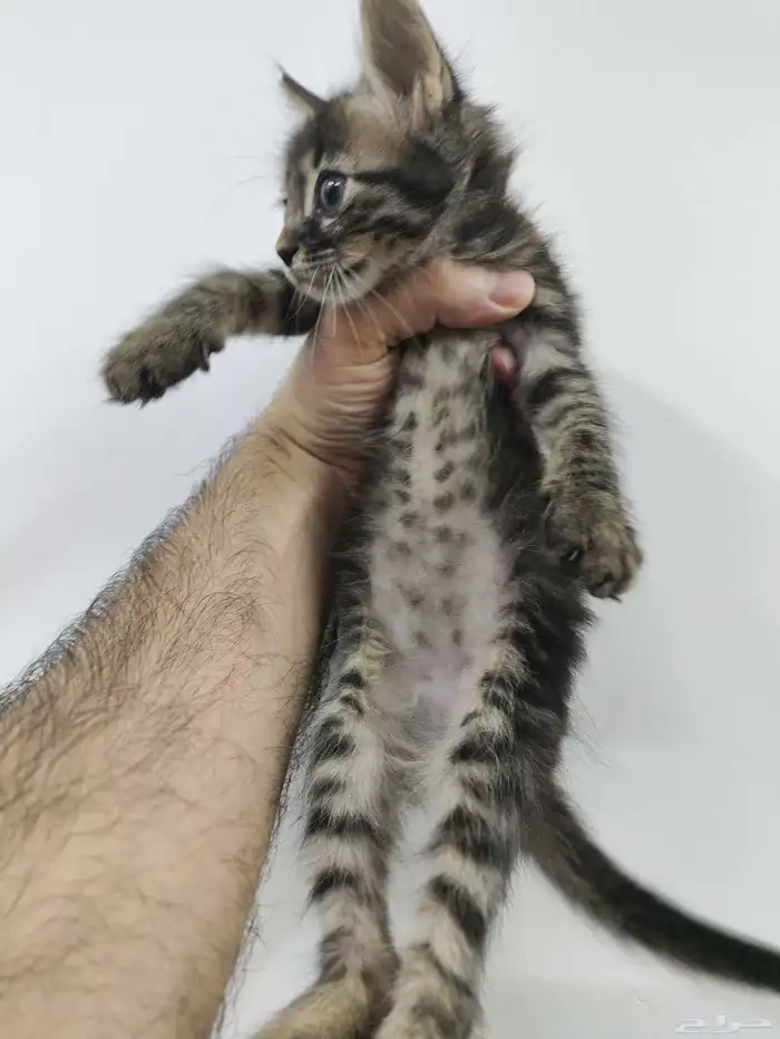 قط ذكر للتبني 2