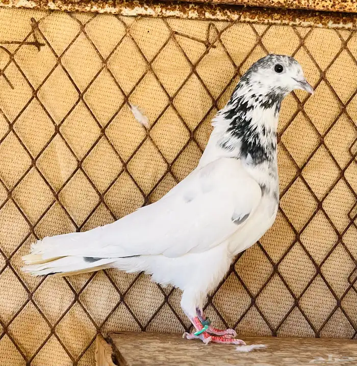 جوز بتيرا 1