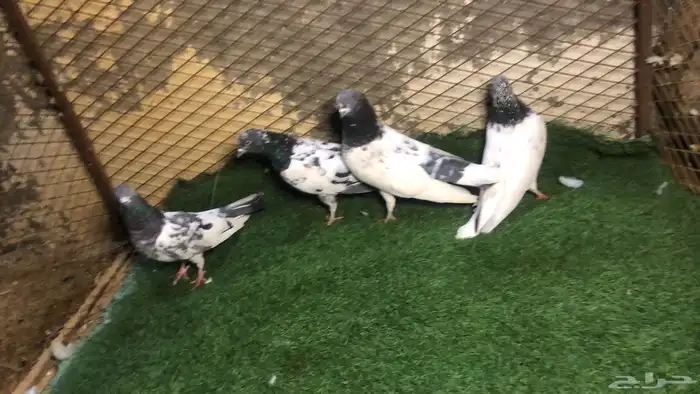 حمام باكستاني 1