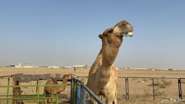 للبيع بعير ثني مشروط انتاج كفو 19