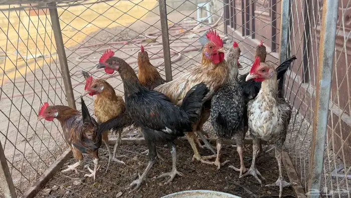 دجاج عمر 5 شهور 0