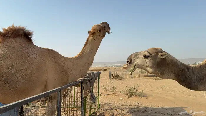 للبيع بعير ثني مشروط انتاج كفو 15