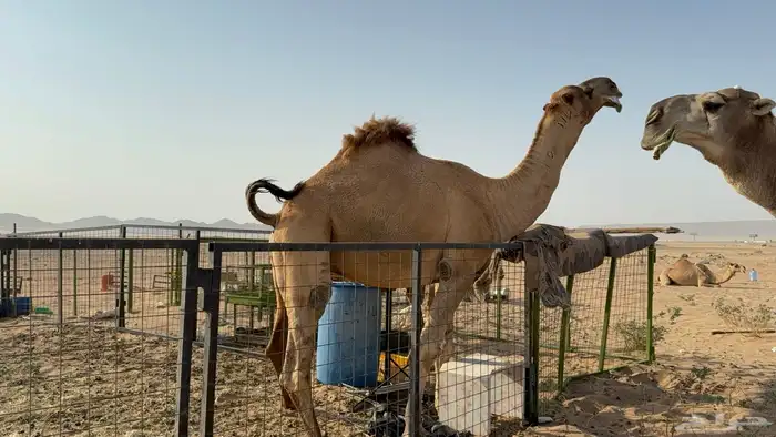 للبيع بعير ثني مشروط انتاج كفو 7