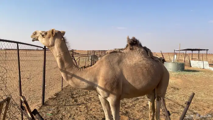 بكره ثنيه طيبه للبيع 2