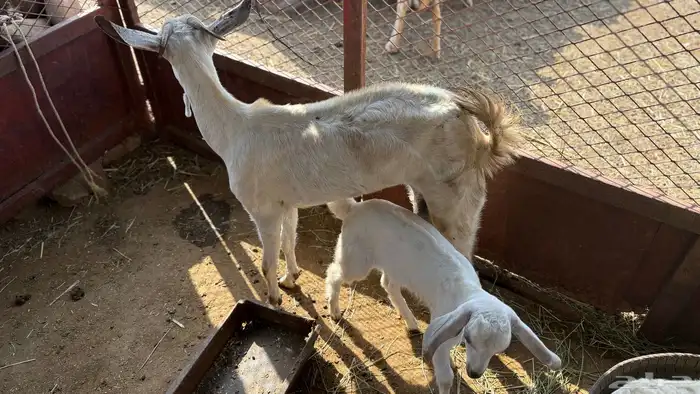 ماعز مقاني ولاد 4