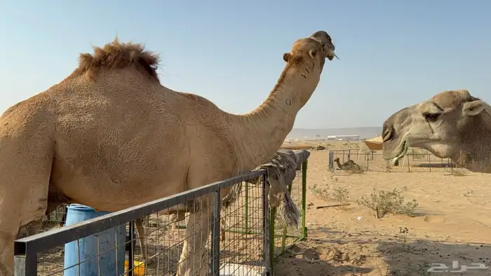 للبيع بعير ثني مشروط انتاج كفو 14