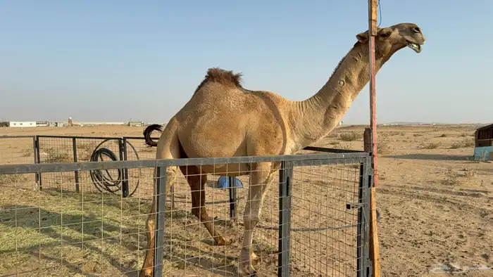 للبيع بعير ثني مشروط انتاج كفو 1