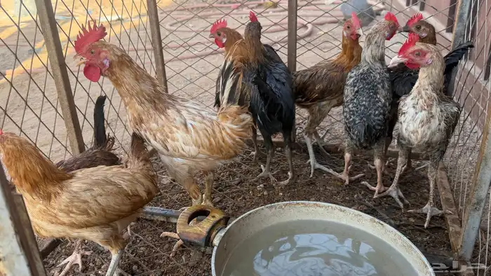 دجاج عمر 5 شهور 2