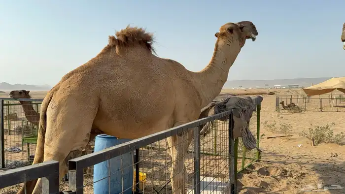 للبيع بعير ثني مشروط انتاج كفو 17