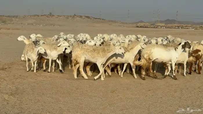 رخال حريات حرش دفيع نودار عددها 80 مولدها 1 والفحل 22