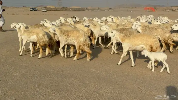 رخال حريات حرش دفيع نودار عددها 80 مولدها 1 والفحل 5