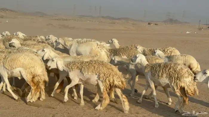 رخال حريات حرش دفيع نودار عددها 80 مولدها 1 والفحل 13