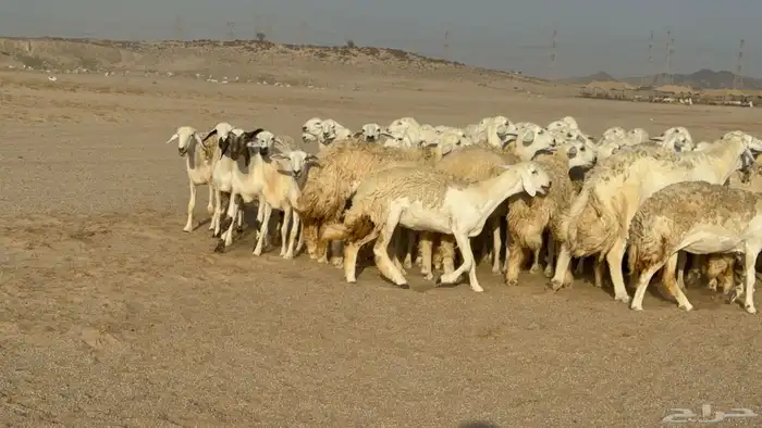 رخال حريات حرش دفيع نودار عددها 80 مولدها 1 والفحل 24