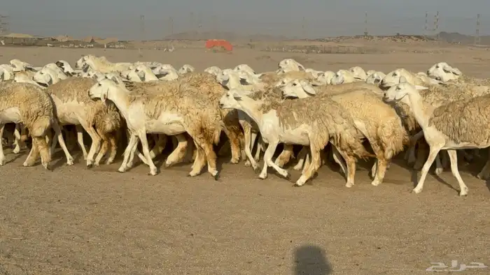 رخال حريات حرش دفيع نودار عددها 80 مولدها 1 والفحل 3