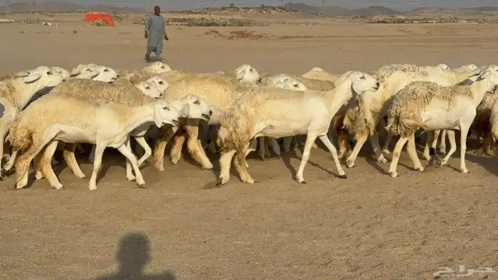 رخال حريات حرش دفيع نودار عددها 80 مولدها 1 والفحل 19