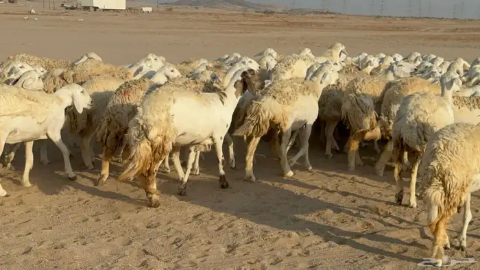 رخال حريات حرش دفيع نودار عددها 80 مولدها 1 والفحل 6