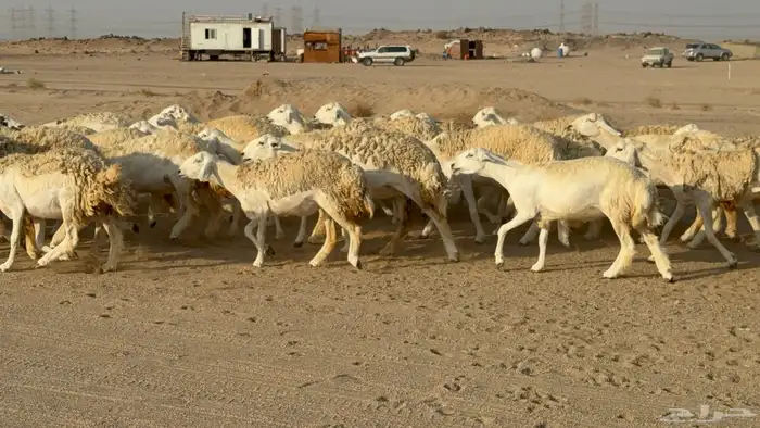 رخال حريات حرش دفيع نودار عددها 80 مولدها 1 والفحل 20