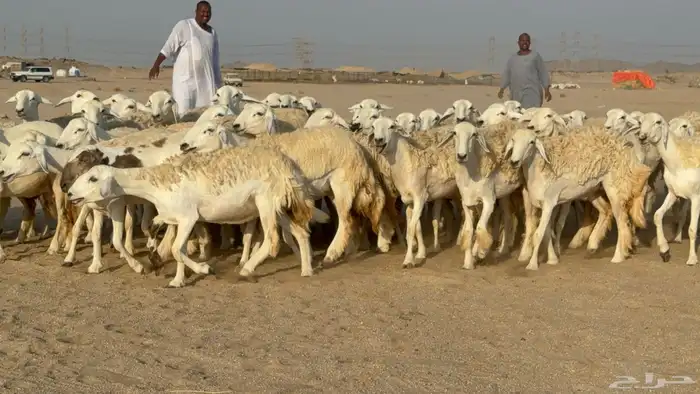 رخال حريات حرش دفيع نودار عددها 80 مولدها 1 والفحل 16