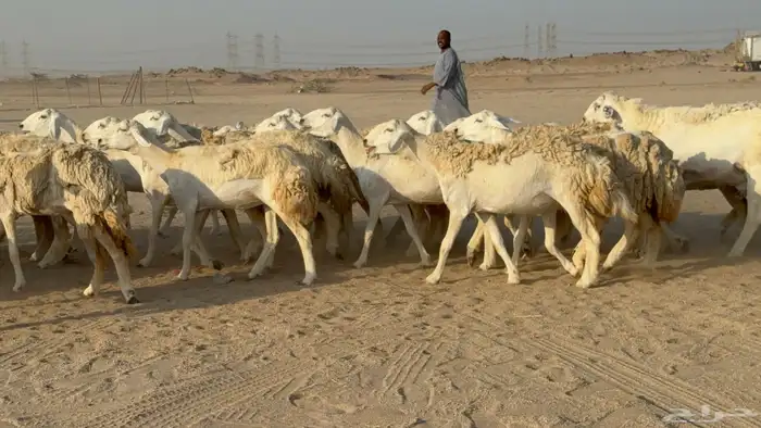 رخال حريات حرش دفيع نودار عددها 80 مولدها 1 والفحل 15