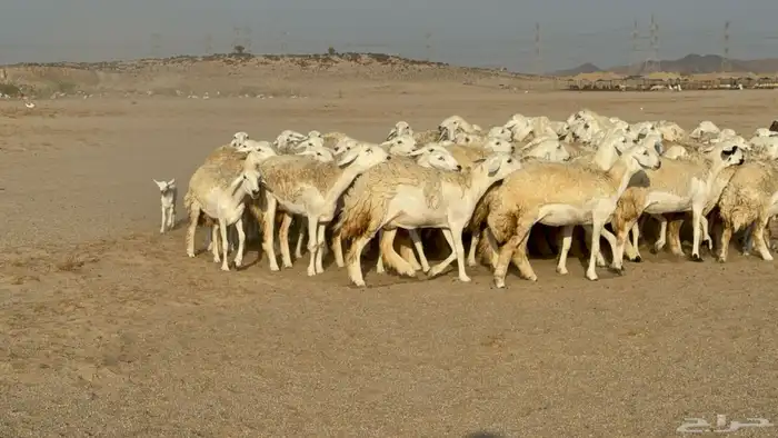 رخال حريات حرش دفيع نودار عددها 80 مولدها 1 والفحل 21