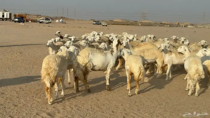 رخال حريات حرش دفيع نودار عددها 80 مولدها 1 والفحل 17