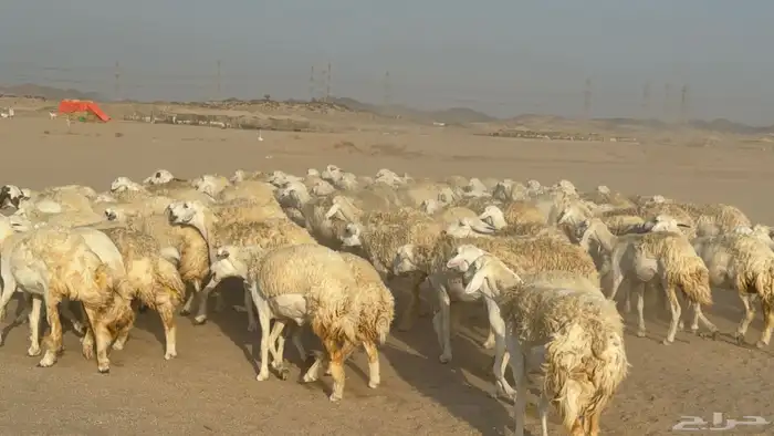 رخال حريات حرش دفيع نودار عددها 80 مولدها 1 والفحل 10